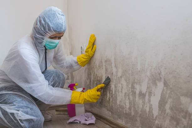Mold Testing and Removal in Bala Cynwyd, PA
